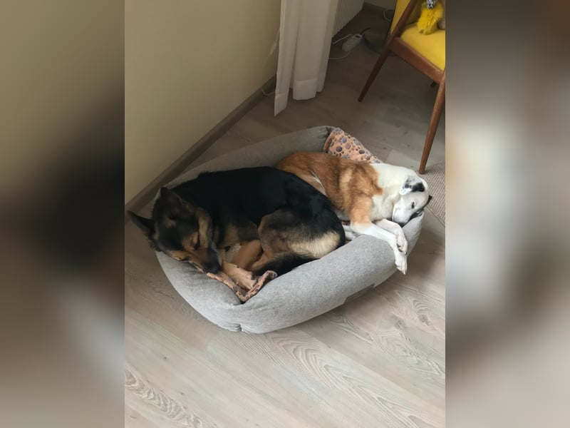 Garry ❤️ wenn Vertrauen Zeit braucht