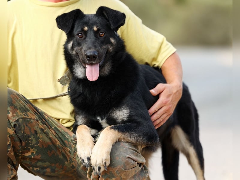 Tierschutzhündin Linda ❤️sucht liebevolle Pflege- oder Endstelle