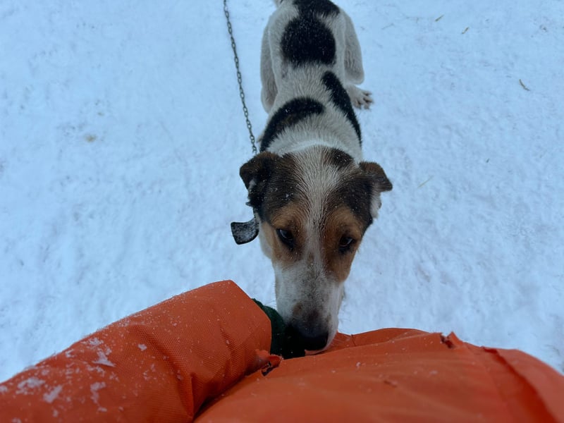 Freundlicher Rüde Cap ❤️ aus dem Tierschutz sucht sein Glück