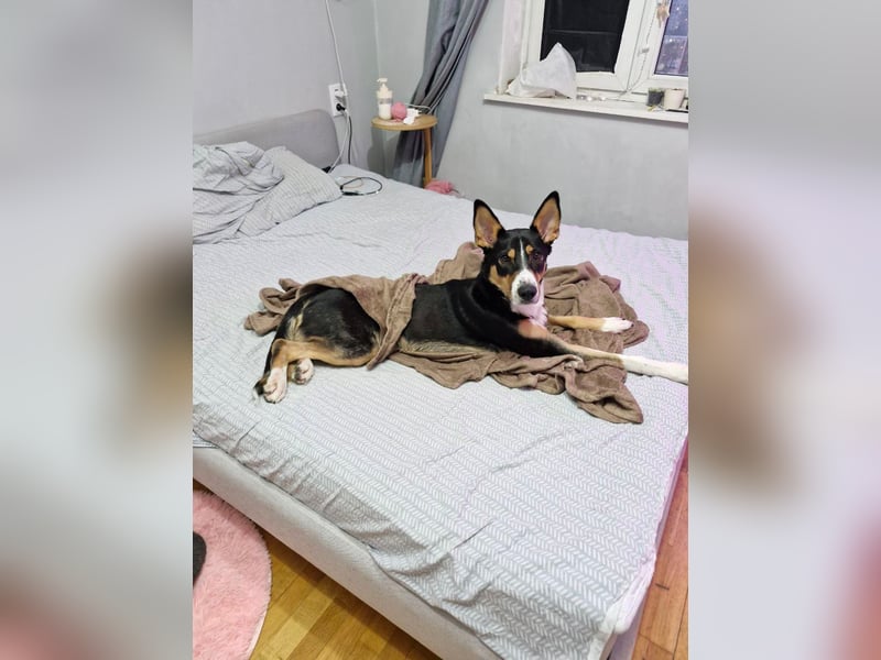 Verspielter & freundlicher Archi ❤️ sucht aktive Familie fürs Leben