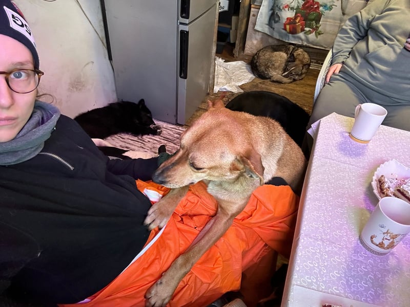 Sara ❤️ Schmusehündin sucht Pflege- oder Endstelle