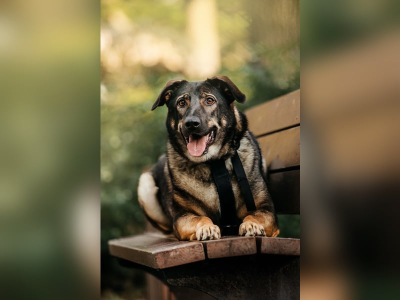 Marik ❤️ souveräner Begleiter mit großem Herz