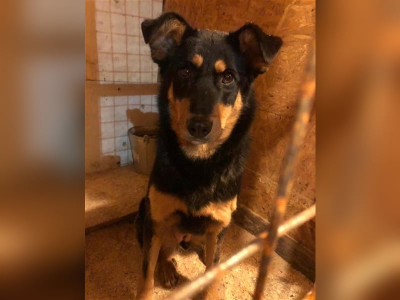 Grace ❤️ freundliche Hündin  sucht Für-Immer-Zuhause