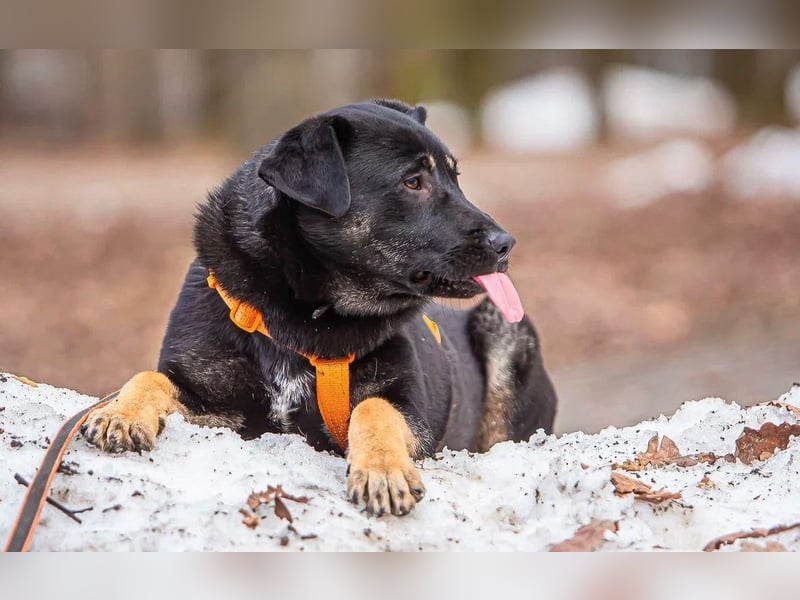 Ruta ❤️ aktive junge Hündin mit großem Herz sucht ihr Zuhause