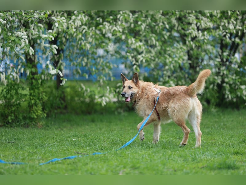 Charaktervoller Rüde Max ❤️ aus dem Tierschutz sucht endlich sein Glück