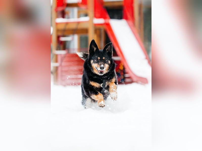 Gelassener Baikal ❤️ sucht eine Familie fürs Leben