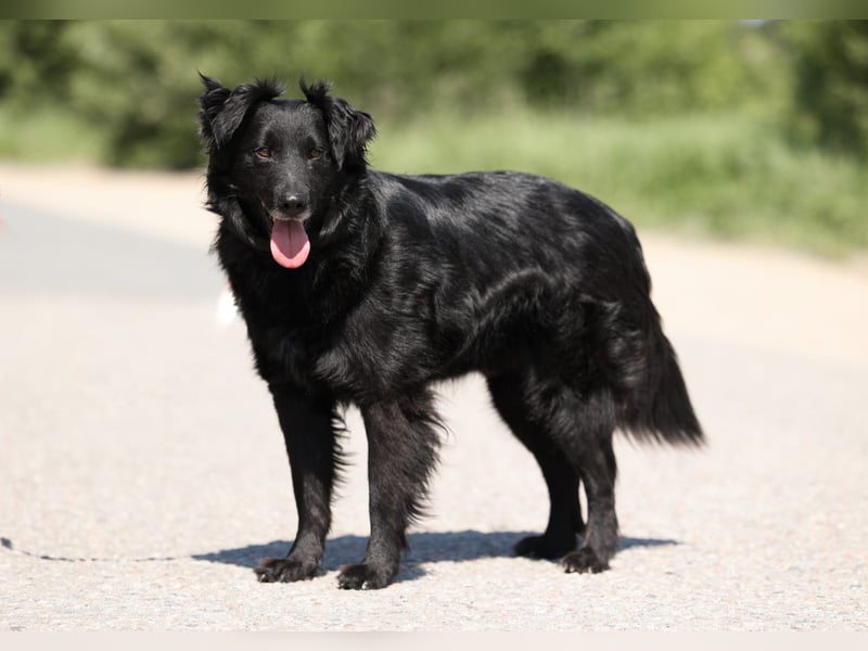 Wundervoller Tierschutzrüde Black Jack ❤️ aus Russland sucht liebevolles Zuhause