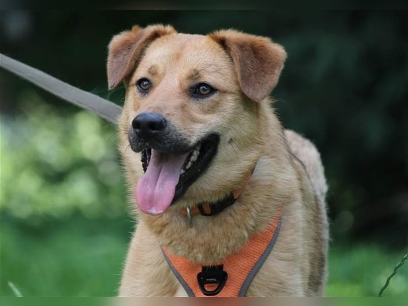 Verschmuster Tierheimhund Djushes❤️sucht seine Herzensmenschen