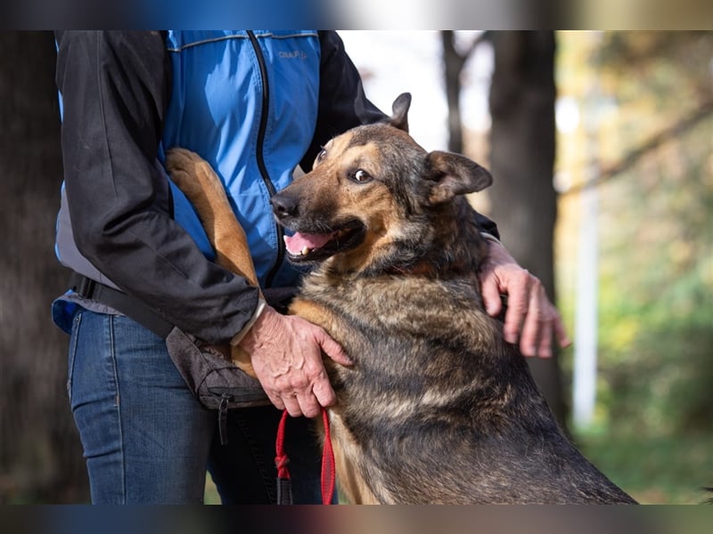 Sanfter Traumhund Yasha❤️befindet sich derzeit auf einer Pflegestelle in 83543 Rott am Inn