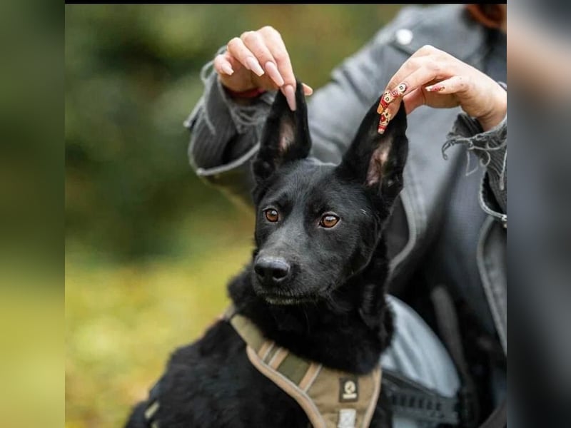 Stepa ❤️ sucht sein Zuhause