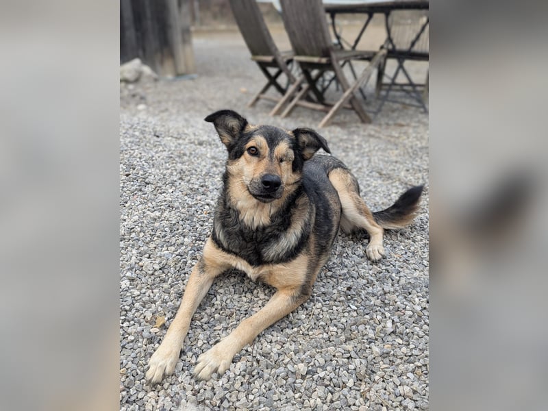 Treue Seele Bonnie ❤️ aus dem Tierschutz in 87648 Aitrang