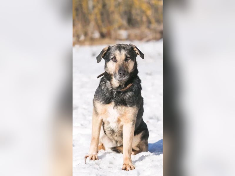 Ruhe und Liebe: Lisa❤️sucht ein warmes Körbchen