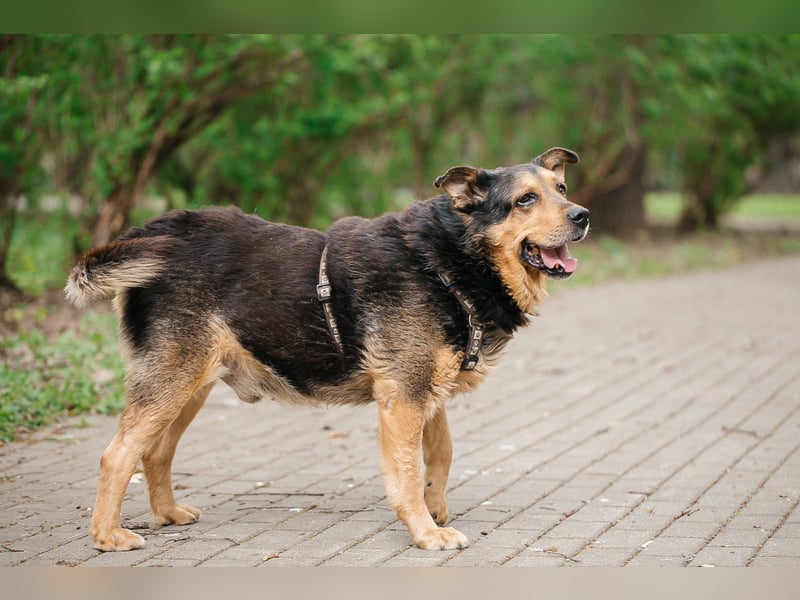 Menschenbezogener Rüde Texas ❤️ sucht erfahrenes Zuhause