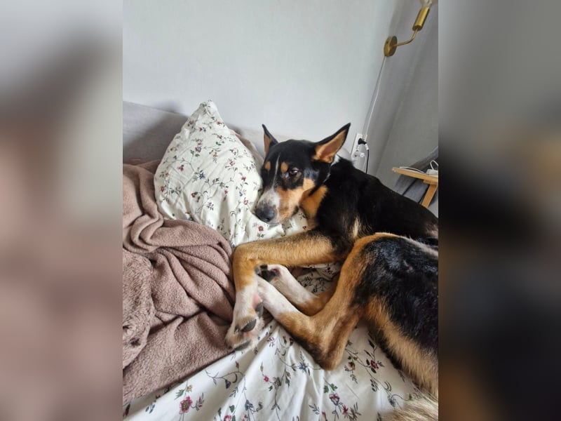 Verspielter & freundlicher Archi ❤️ sucht aktive Familie fürs Leben