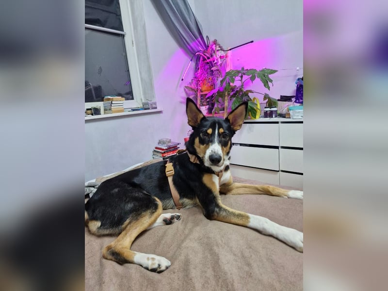 Verspielter & freundlicher Archi ❤️ sucht aktive Familie fürs Leben