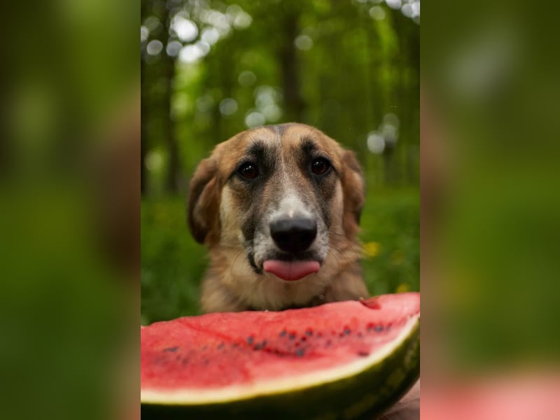 Sensible Hündin Dina ❤️ aus dem Tierschutz sucht ihr Glück