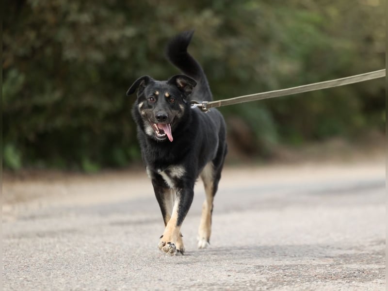 Tierschutzhündin Linda ❤️sucht liebevolle Pflege- oder Endstelle