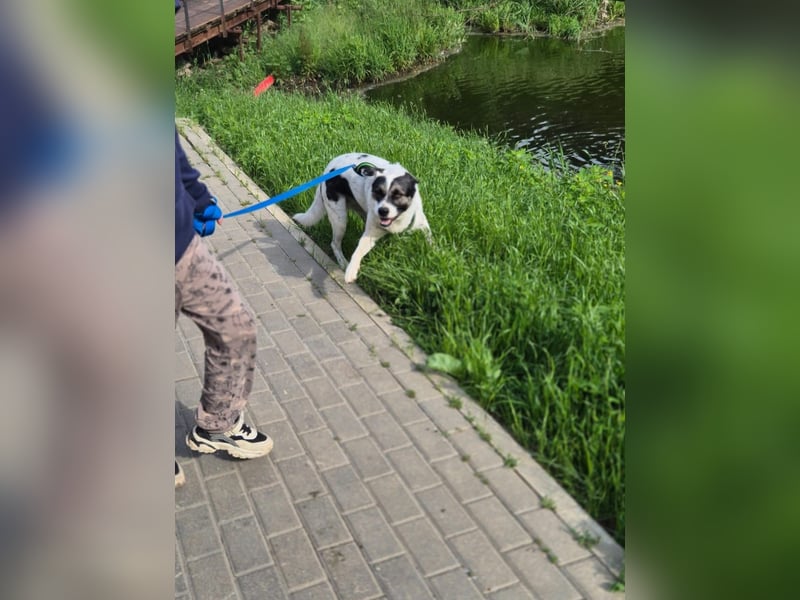 Sanfte Seele Suri ❤️ sucht ihr Für-Immer-Zuhause