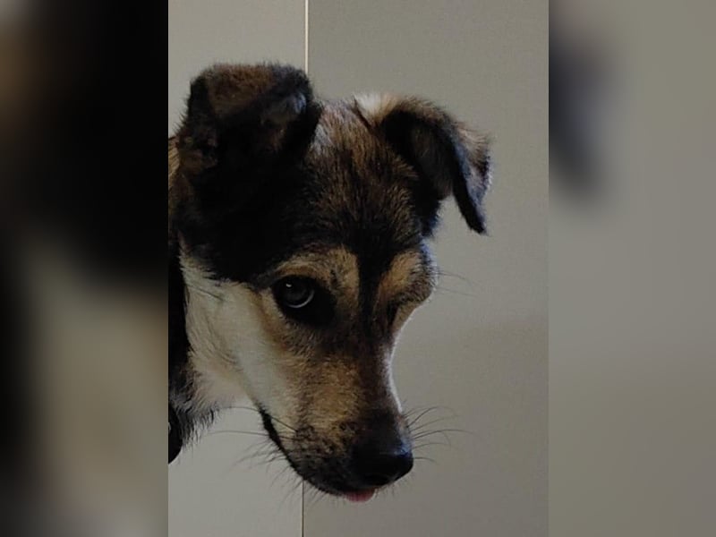 Greys ❤️ eine besondere Hündin sucht besondere Menschen