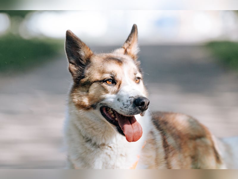 Freundlicher Abenteurer Ushan ❤️ sucht naturverbundene Menschen