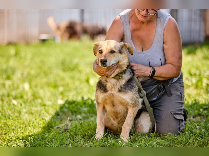 Nova ❤️ Freundliche Hündin sucht ein Zuhause