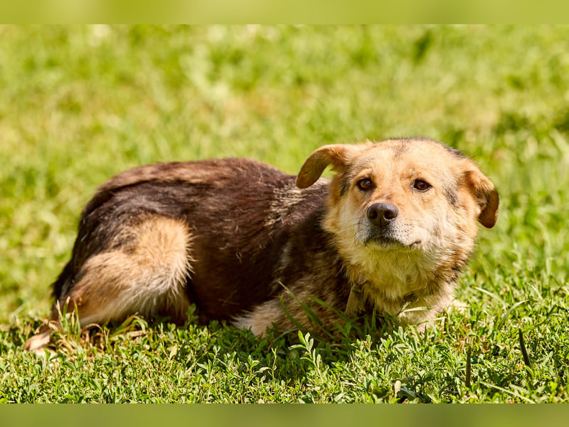 Nova ❤️ Freundliche Hündin sucht ein Zuhause