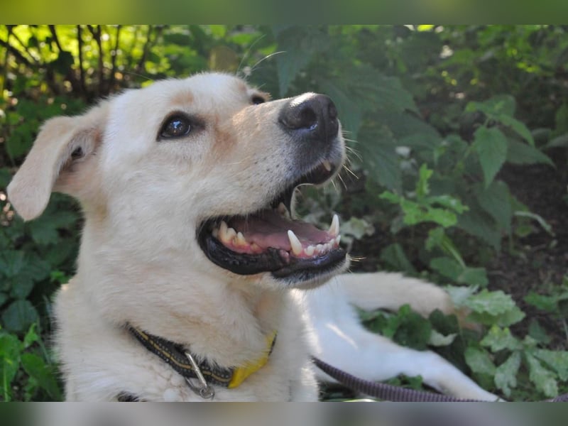 Assol ❤️ sanfte Seele sucht freundliches Zuhause