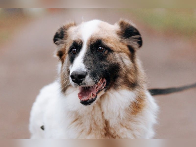 Hübsche Tierschutzmaus Busya ❤️ sucht ein liebevolles Zuhause