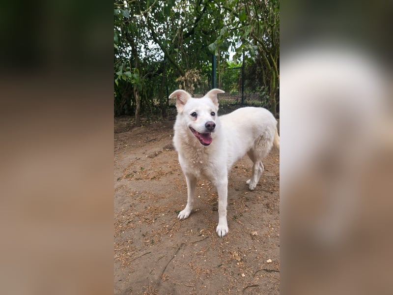 Tapfere Ulya ❤️ in 49143 Bissendorf sucht ihr Zuhause