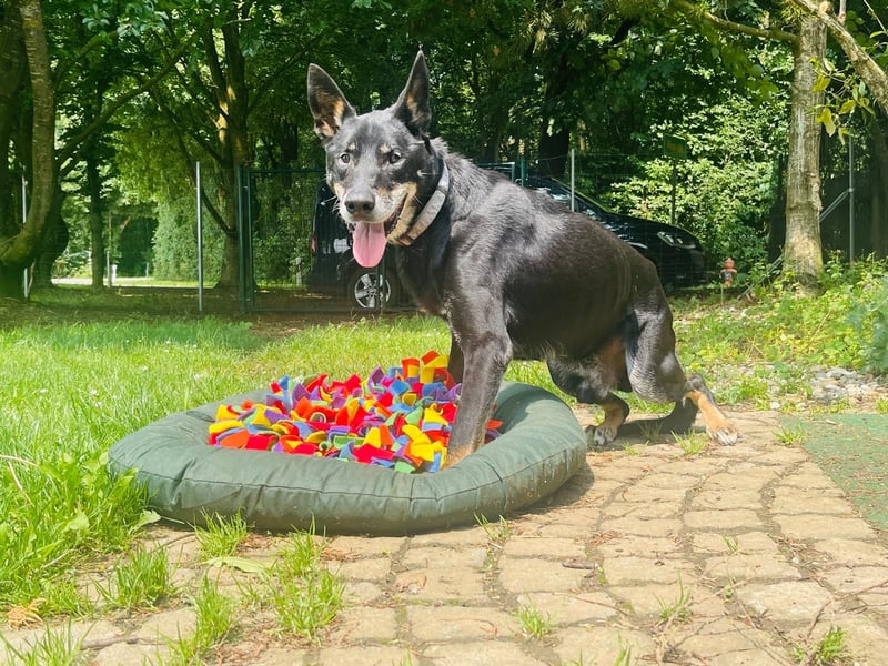 Misha ❤️ Hundeopi mit schwerem Schicksal sucht Geborgenheit Misha ❤️ Hundeopi mit schwerem Schicksal sucht Geborgenheit