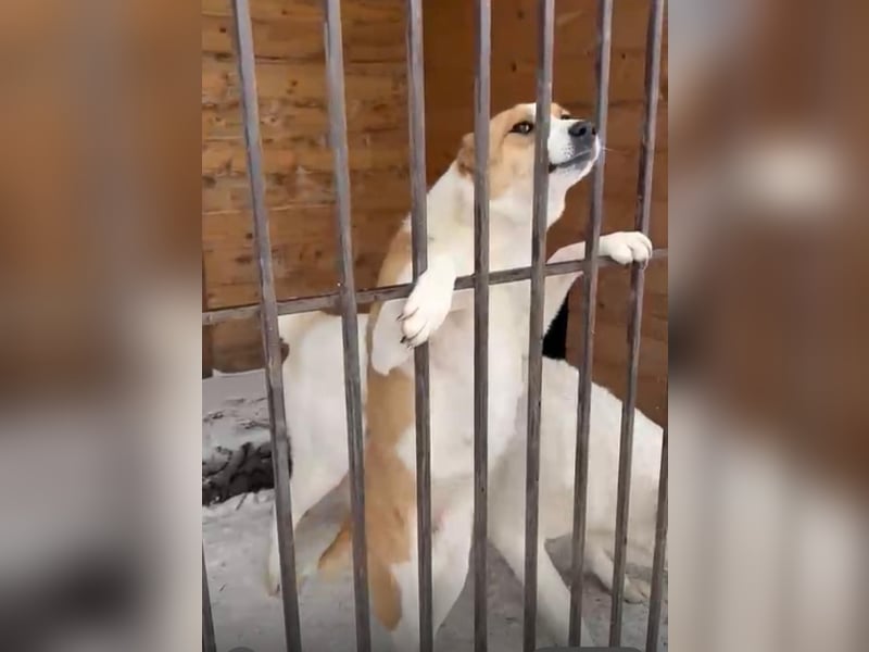 Freundliche Tierschutzhündin Elli ❤️ sucht Pflege- oder Endstelle