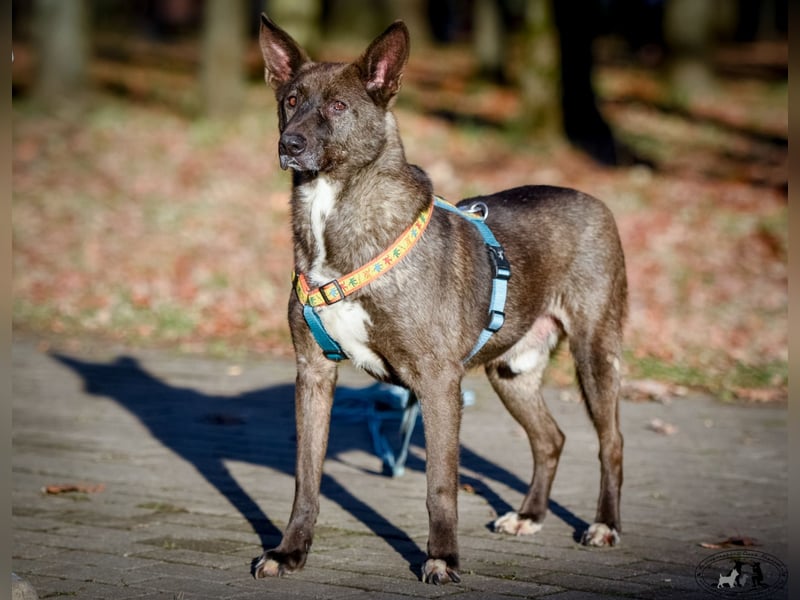 Trüffel ❤️ ruhiger Einzelgänger mit großem Herzen wartet sehnlichst auf seine Chance