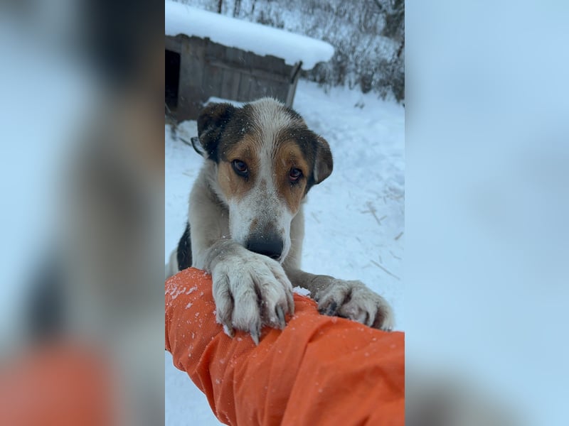 Freundlicher Rüde Cap ❤️ aus dem Tierschutz sucht sein Glück