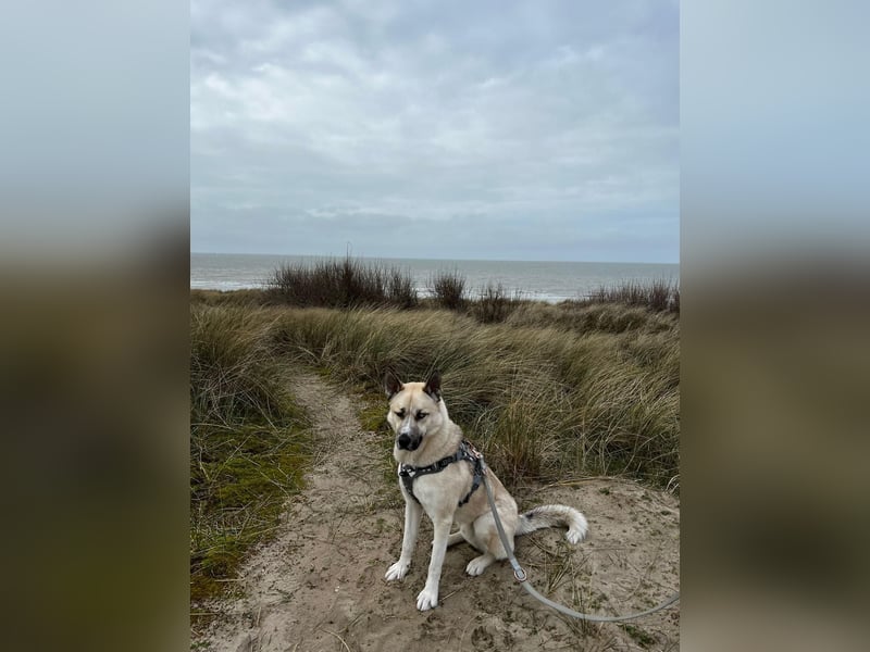 Tierschutzhund Gorbi❤️auf Pflegestelle in 87648 Aitrang