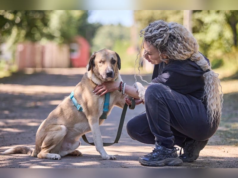 Sanfter William ❤️(3 Jahre) sucht einen ruhigen Platz
