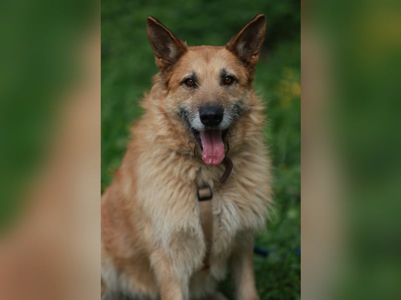 Charaktervoller Rüde Max ❤️ aus dem Tierschutz sucht endlich sein Glück