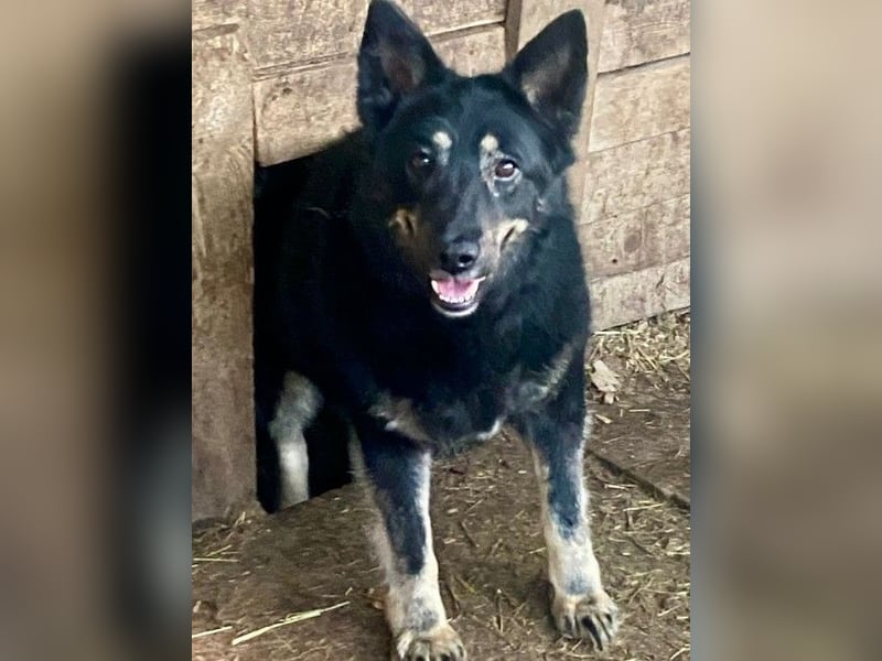 Plusha ❤️Frohnatur sucht Herzensmensch