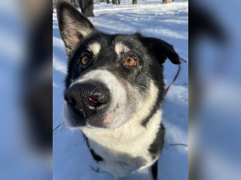 Bobby ❤️ möchte endlich das Tierheim gegen eine Familie tauschen