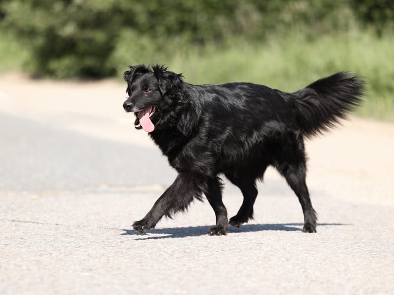 Wundervoller Tierschutzrüde Black Jack ❤️ aus Russland sucht liebevolles Zuhause