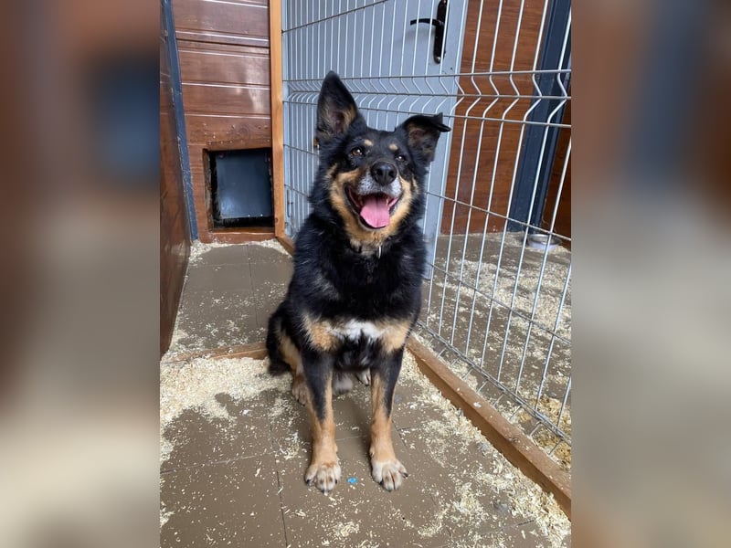 Gelassener Baikal ❤️ sucht eine Familie fürs Leben