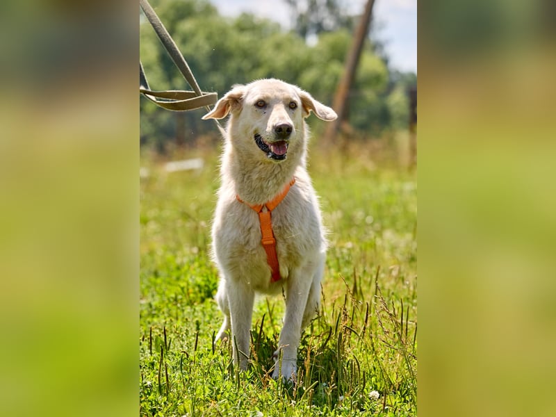 Freundliche Maya ❤️ sucht ein verlässliches Zuhause