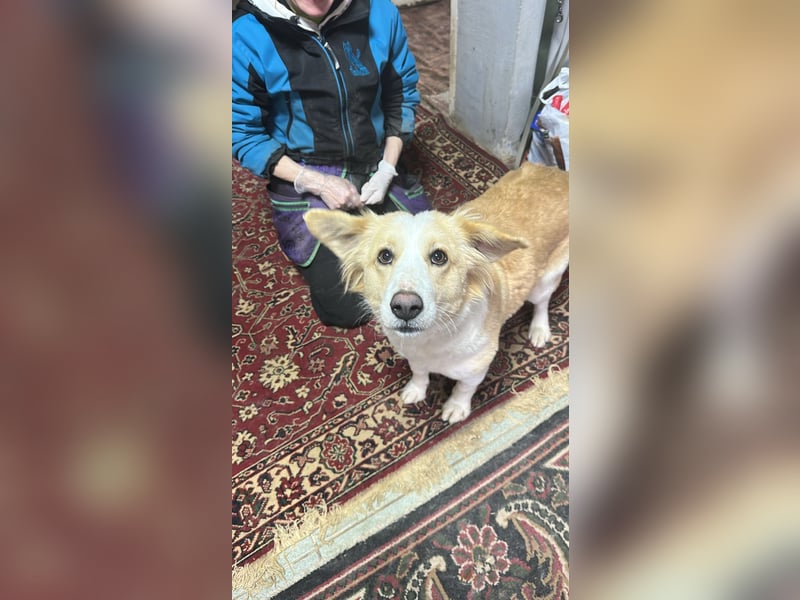 Menschenbezogene und ausgeglichene Hündin Leyla ❤️ sucht ihr Zuhause