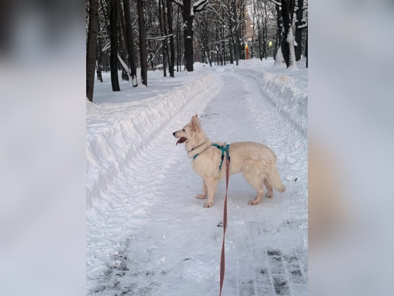 Freundliche Tierschutzhündin Esta  ❤️ in 22085 Hamburg