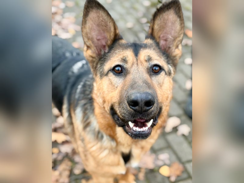 Fröhlicher, sensibler Rüde Berg ❤️ sucht sein Zuhause