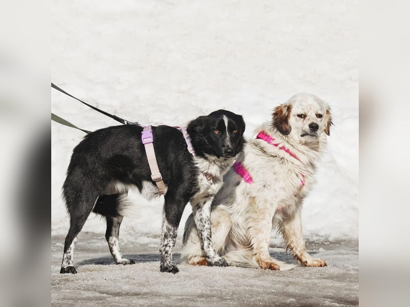 Freundlicher Chubaka ❤️ sucht Zuhause (am liebsten nicht allein)