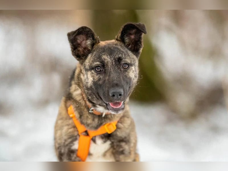 Aktive und lebensfrohe Junghündin Mia ❤️ sucht ein Zuhause mit Bewegung