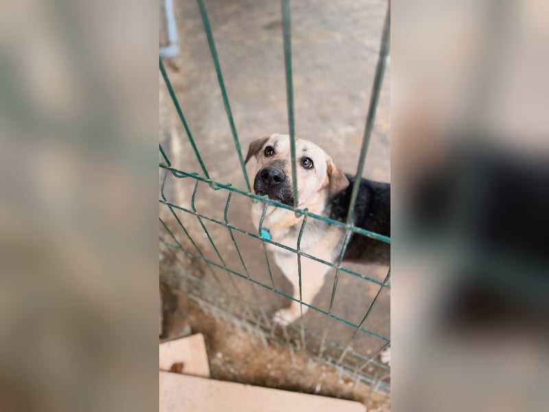 Vincent ❤️ treuer Begleiter sucht Menschen mit Herz und Verständnis