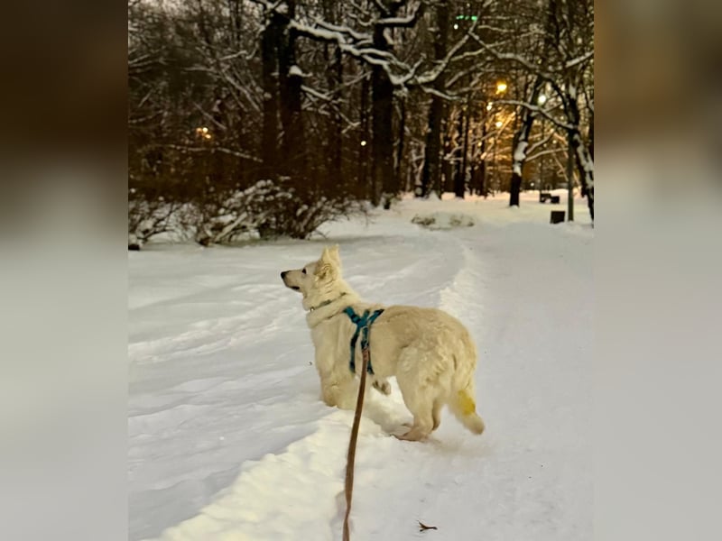 Freundliche Tierschutzhündin Esta  ❤️ in 22085 Hamburg