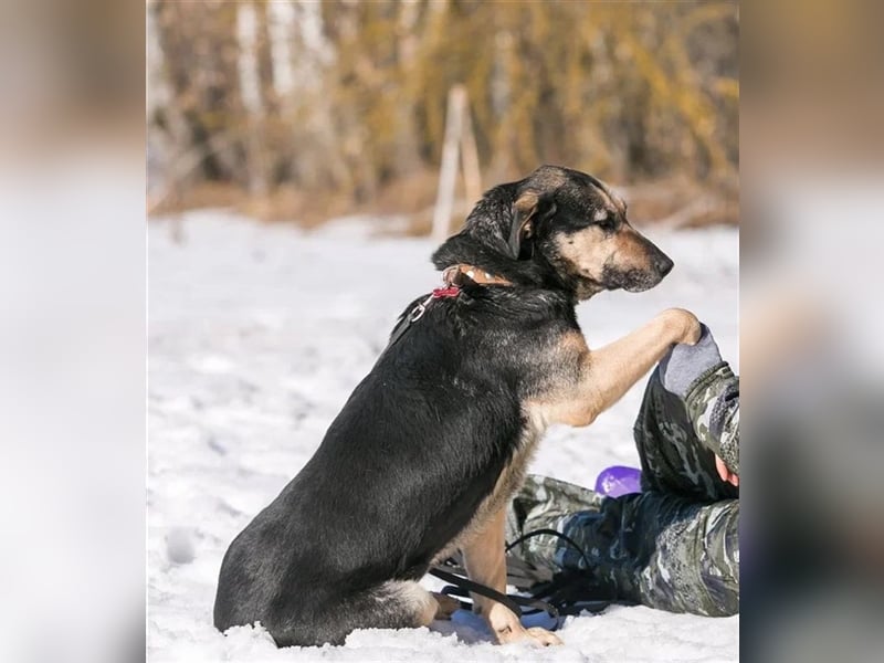 Ruhe und Liebe: Lisa❤️sucht ein warmes Körbchen