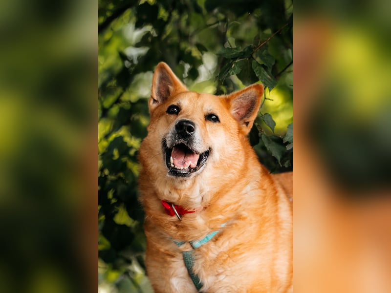 Diego ❤️ ruhiger und ausgeglichener Begleiter sucht Zuhause